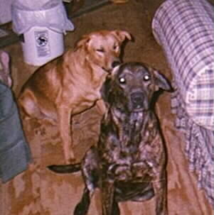 Brindle Labrador Puppies